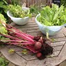 Beetroot grown in the garden at Ann's Pantry